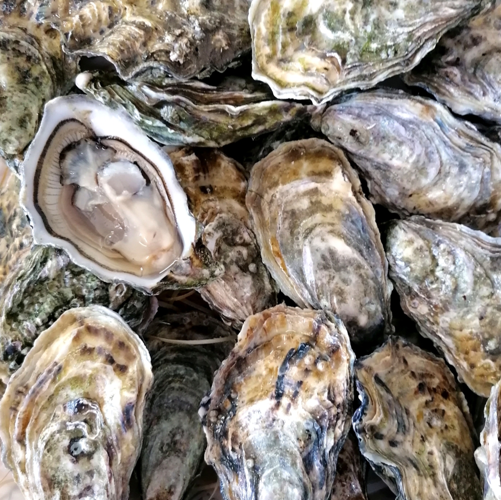 Le Ostriche