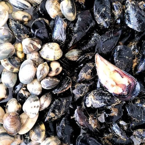 Cozze e Vongole di Olbia