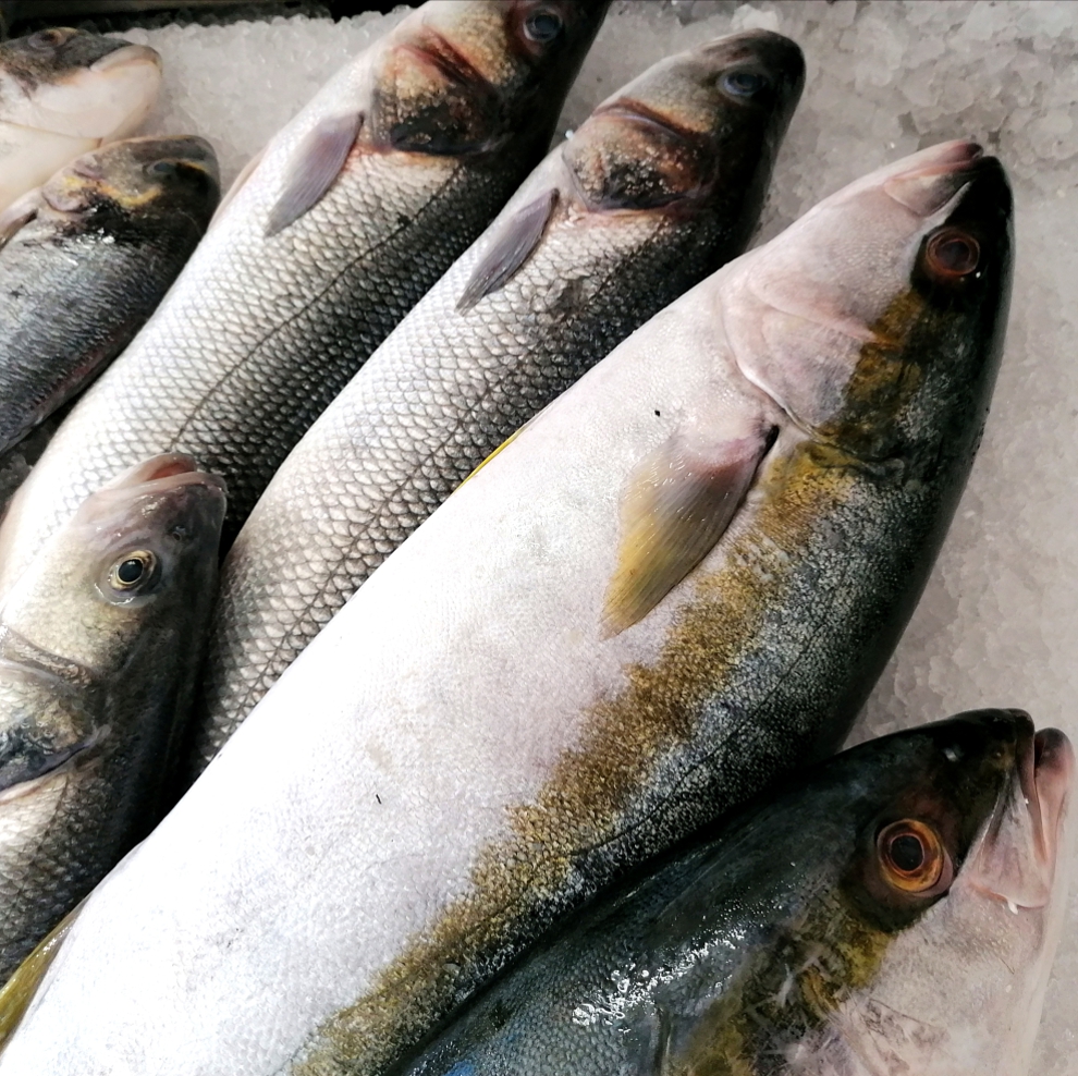Pesce bianco